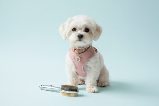 Zubehör für Bichon Maltés Geschirr Halsband Bürste kleiner Hund