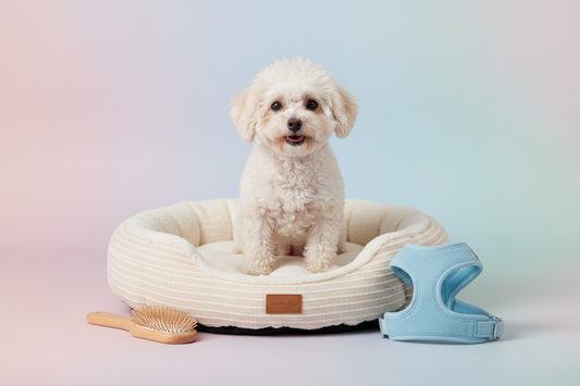 accesorios para Caniche Toy cepillo arnés cama perro pequeño rizado